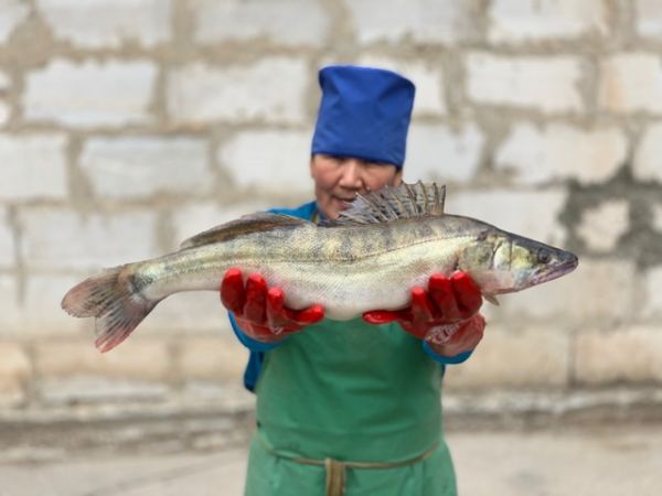 Le sandre rejoindra la gamme Gourmano quand il sera certifié MSC. (Photo : DR)