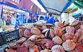 Coquilles Saint-Jacques sur un étal de poissonnerie