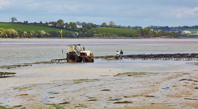 Bannow Bay