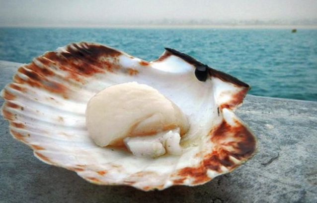 coquille saint jacques