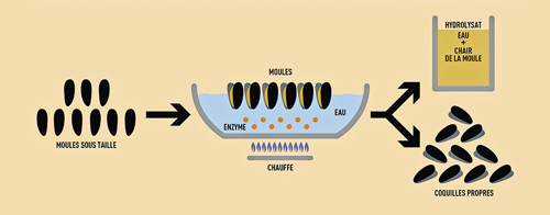 tl_files/_media/redaction/1-Actualites/Sciences-et-Techniques/2019/201910/mytilimer-process-hydrolisat-moules.jpg