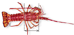 tl_files/_media/redaction/8-Guide-des-especes/Methodes_de_mesure_et_commercialisation/langouste.jpg