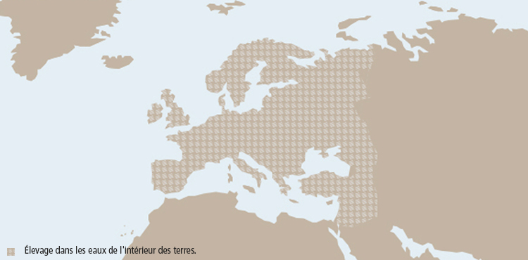 tl_files/_media/redaction/8-Guide-des-especes/Poissons/esturgeon_carte.jpg