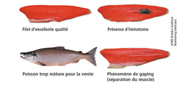 tl_files/_media/redaction/8-Guide-des-especes/Poissons/saumon_sockeye_a_noter.jpg